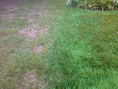 Our Fungus Program Holds the Property Line on Two very Fungus Prone Adjoining Lawns.