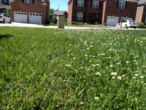 Lawn Weed Control Killer Winston Salem NC Kill Weeds and Crabgrass