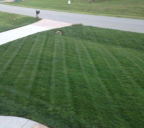 Grass Seeding and Aeration - Lewisville NC - See how Green our Grass Is