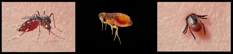 TLC Lawncare Mosquito-Flea-Tick Control TLC Lawncare Pest Control Program
