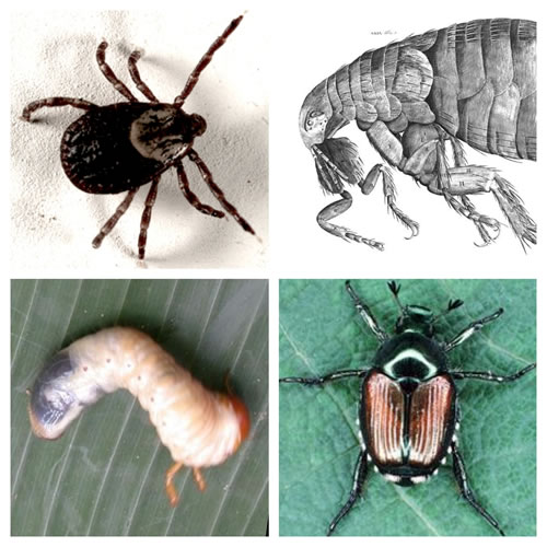 Lawn Insect Control
