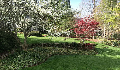 Trees and Shrubs Care